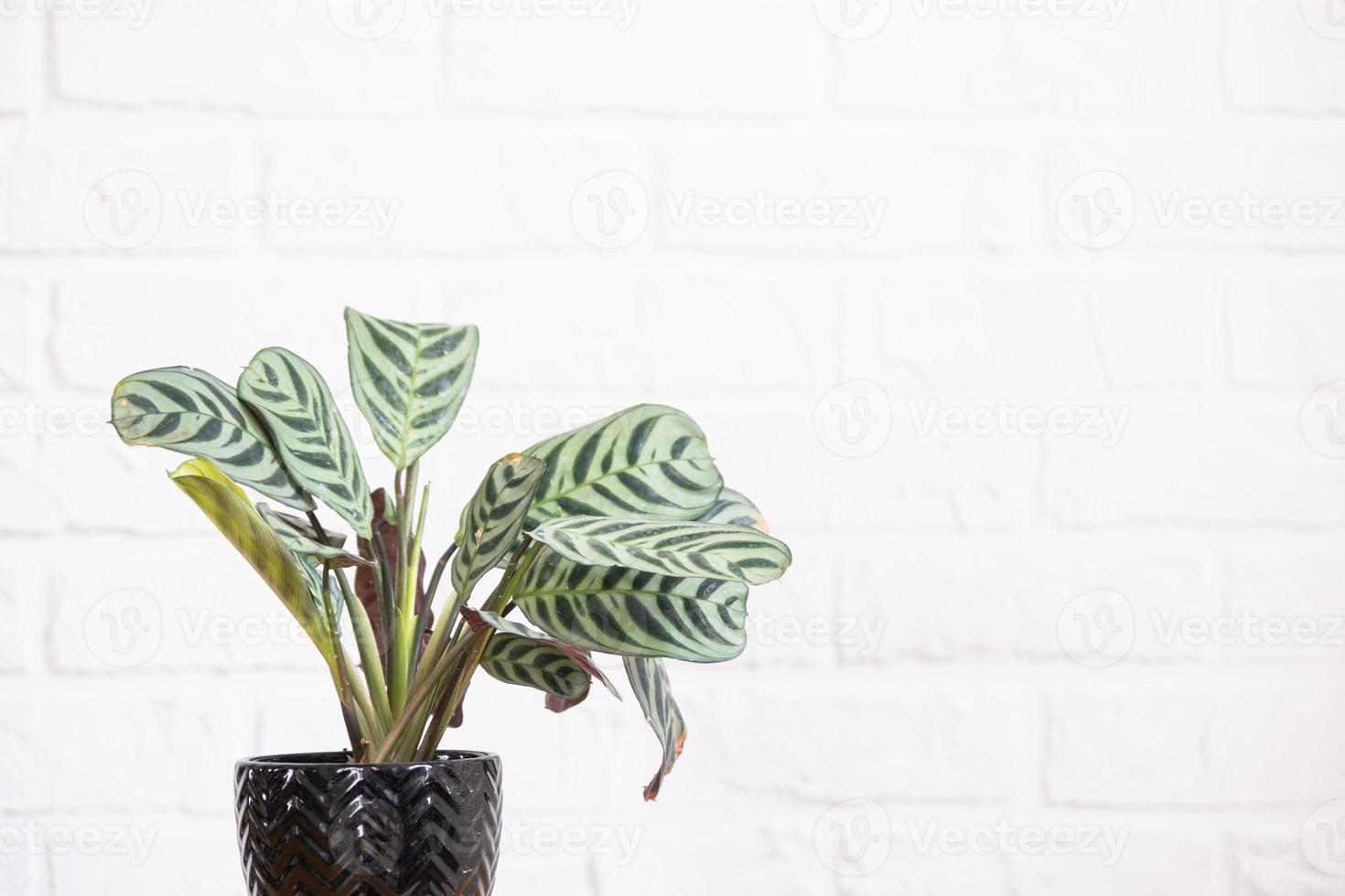 Ctenanthe Burle-Marxii Amagris in interior on whtite brick wall. Marantaceae Potted house plants, green home decor, care and cultivation photo