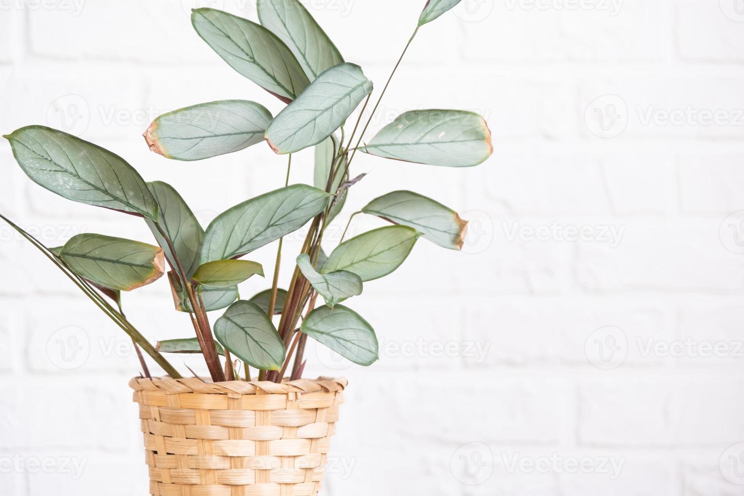 Ctenanthe Burle-Marxii Amagris in interior on whtite brick wall. Marantaceae Potted house plants, green home decor, care and cultivation photo