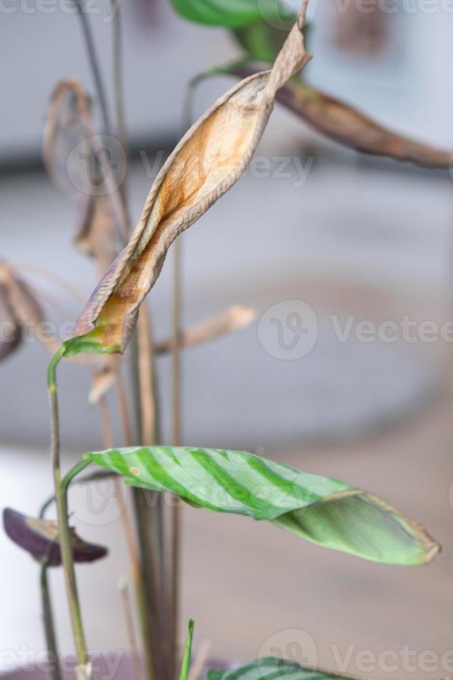 Problems in the cultivation of domestic plants - Calathea leaves affected by a spider mite, yellow and dry tips, the overflow of the plant, rotting of the roots. Plant treatment and pest and fungus photo