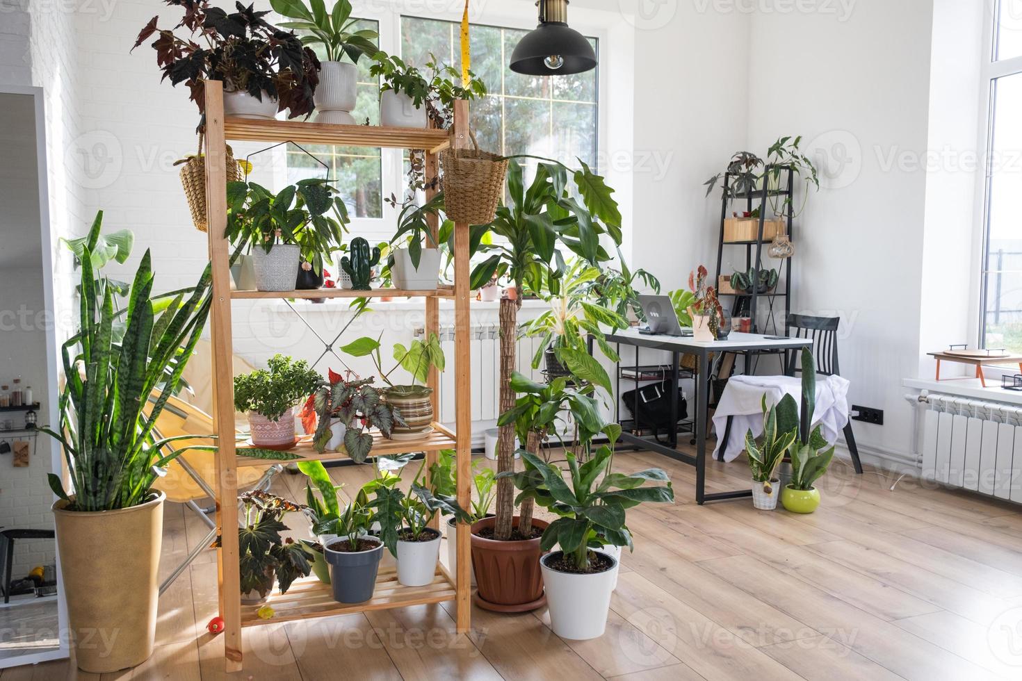 Shelving with a group of indoor plants in the interior. Houseplant Growing and caring for indoor plant, green home photo