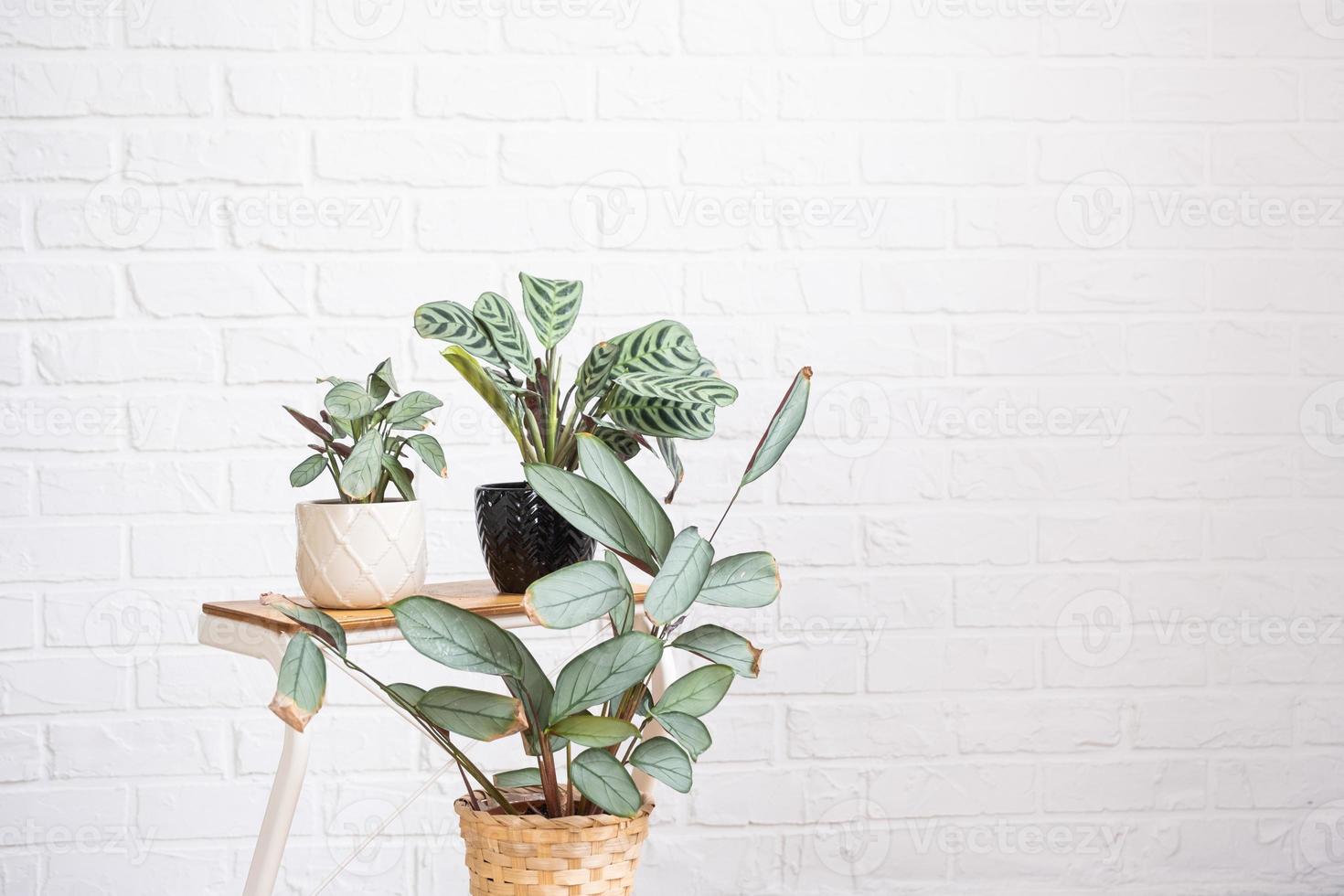 ctenanthe burle-marxii amagris en interior en blanco ladrillo pared. marantaceae en conserva casa plantas, verde hogar decoración, cuidado y cultivo foto