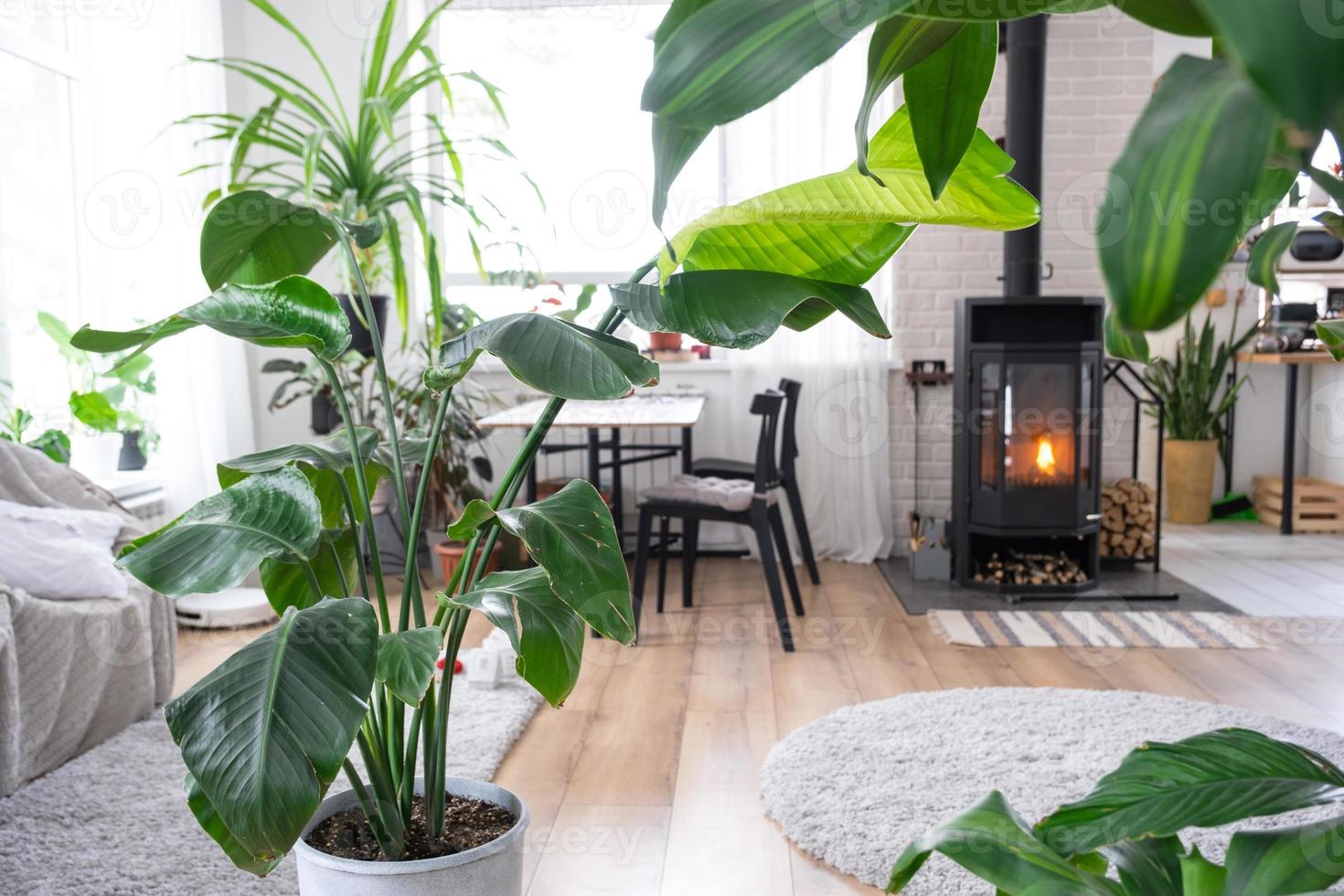 Strelitzia nicolai de cerca en el interior en el pararse. planta de casa creciente y cuidando para interior planta, verde hogar en escandinavo desván estilo con metal estufa hogar con caliente fuego foto