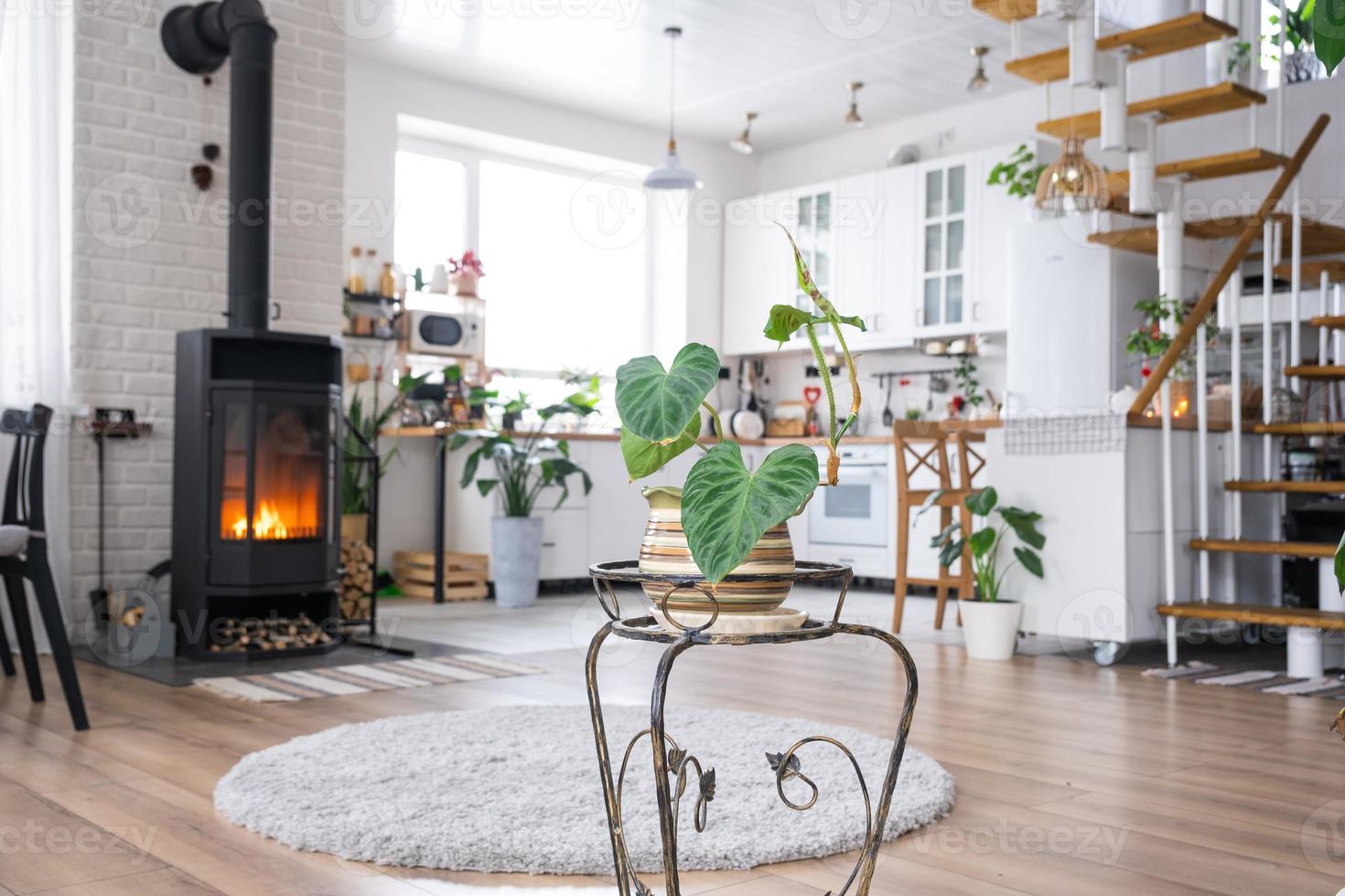 Philodendron verrucosum close-up in the interior on the stand. Houseplant Growing and caring for indoor plant, green home in scandinavian loft style with metal stove fireplace with hot fire photo