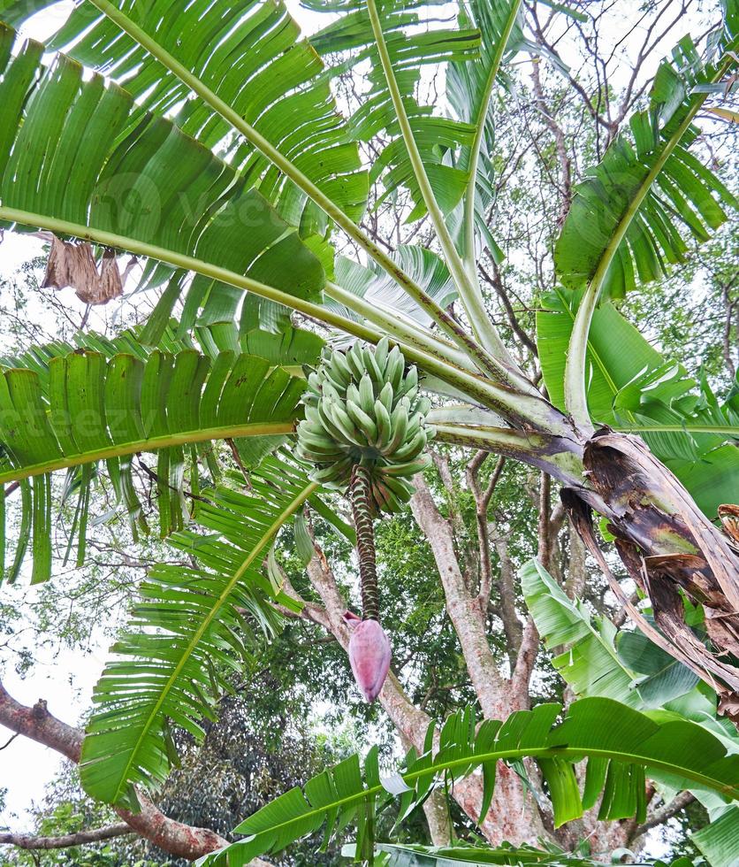 Banana Bliss. A Fresh Green Banana Tree in its Natural Habitat photo