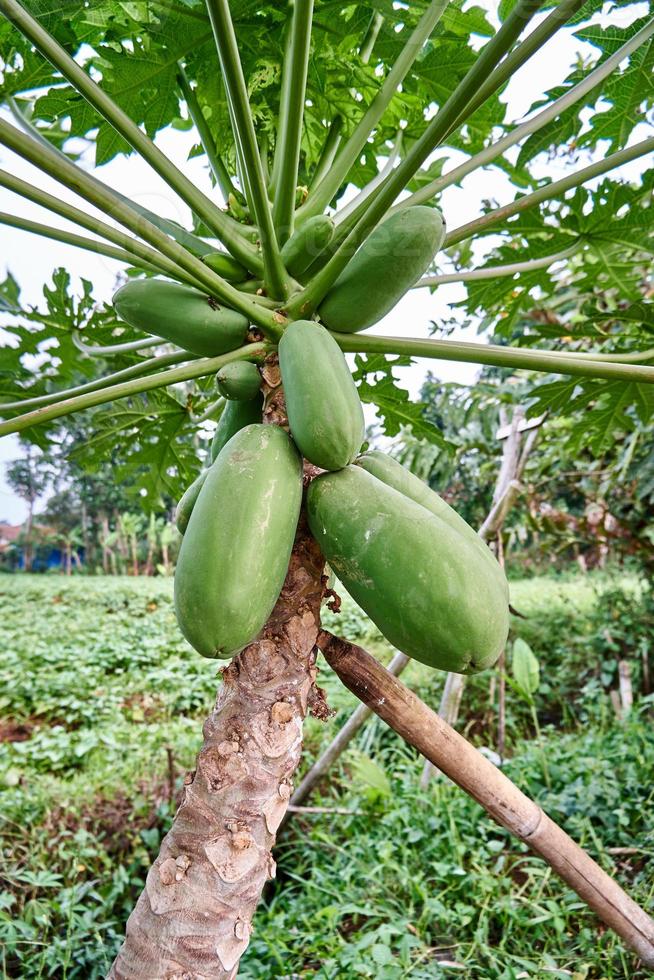 Fresh and Young. A View of Papaya Trees at the plantation photo