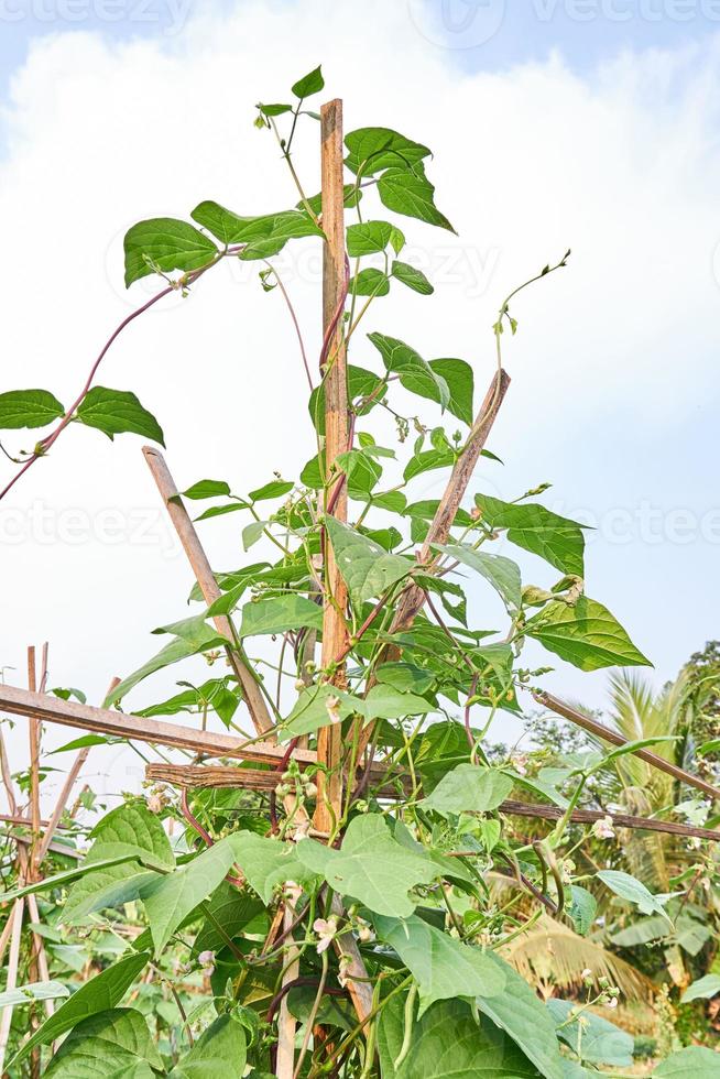 Green Beans Growing Fresh on the Plantation photo