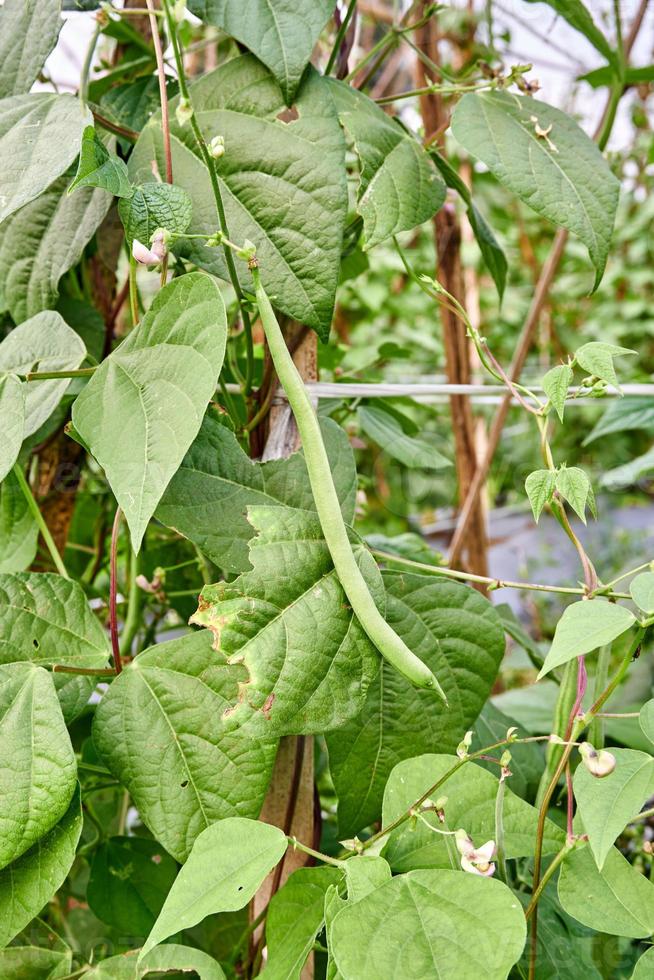 Green Beans Growing Fresh on the Plantation photo