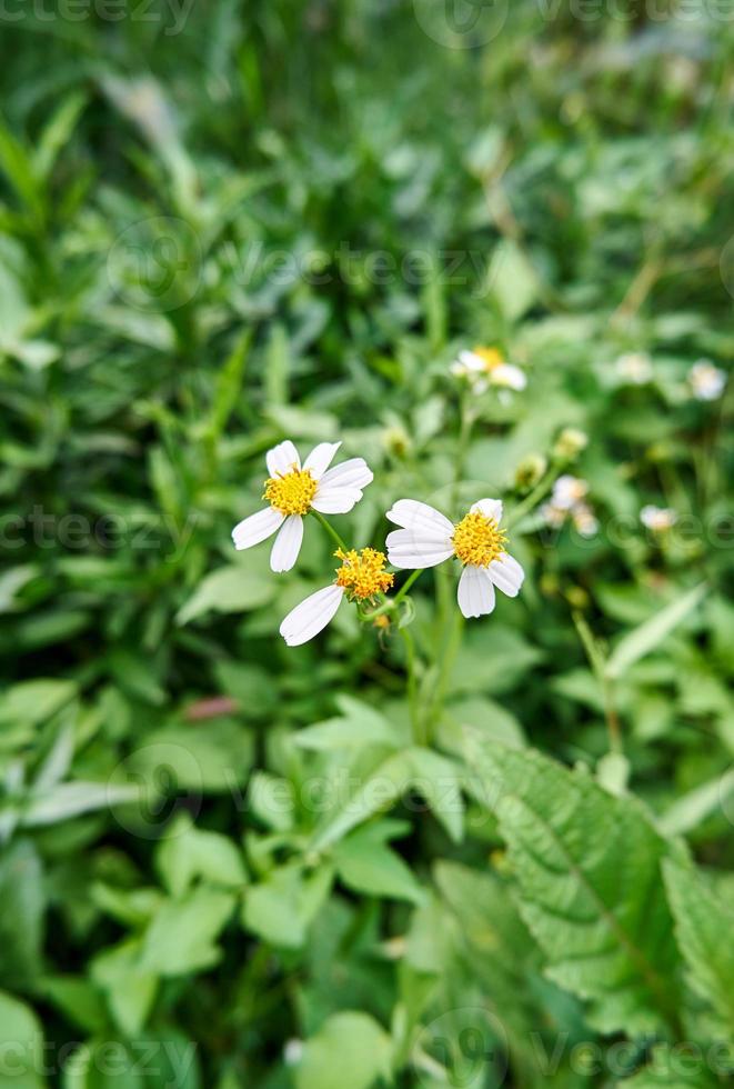 Wild Beauty. Close-up of Tanacetum Flowers in the Wild Plantation photo