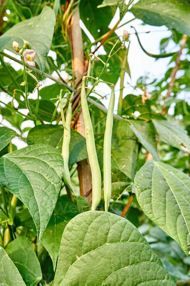 Green Beans Growing Fresh on the Plantation photo