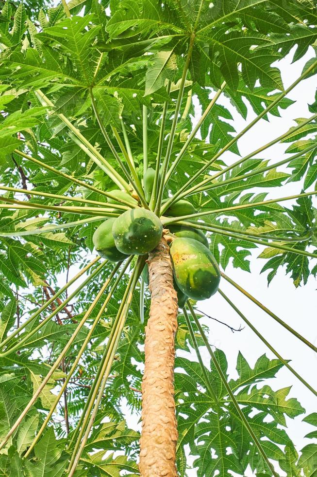 Fresh and Young. A View of Papaya Trees at the plantation photo