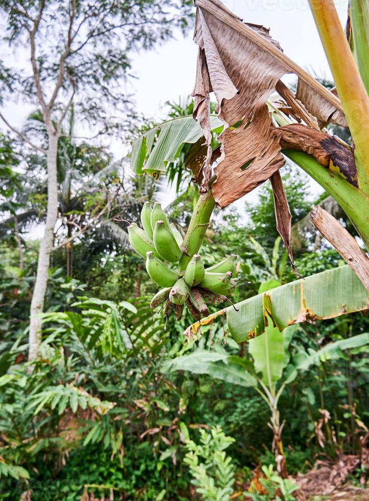 Banana Bliss. A Fresh Green Banana Tree in its Natural Habitat photo