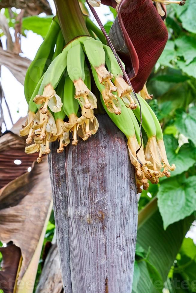 Banana Blossom Beauty. A Vibrant Display of Nature's Artistry photo