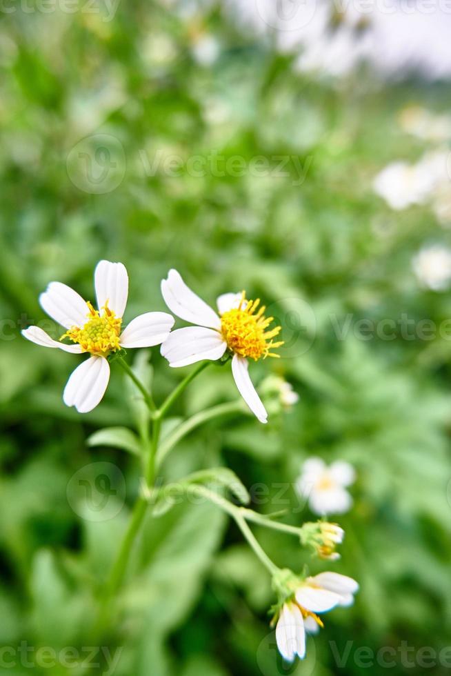 Wild Beauty. Close-up of Tanacetum Flowers in the Wild Plantation photo