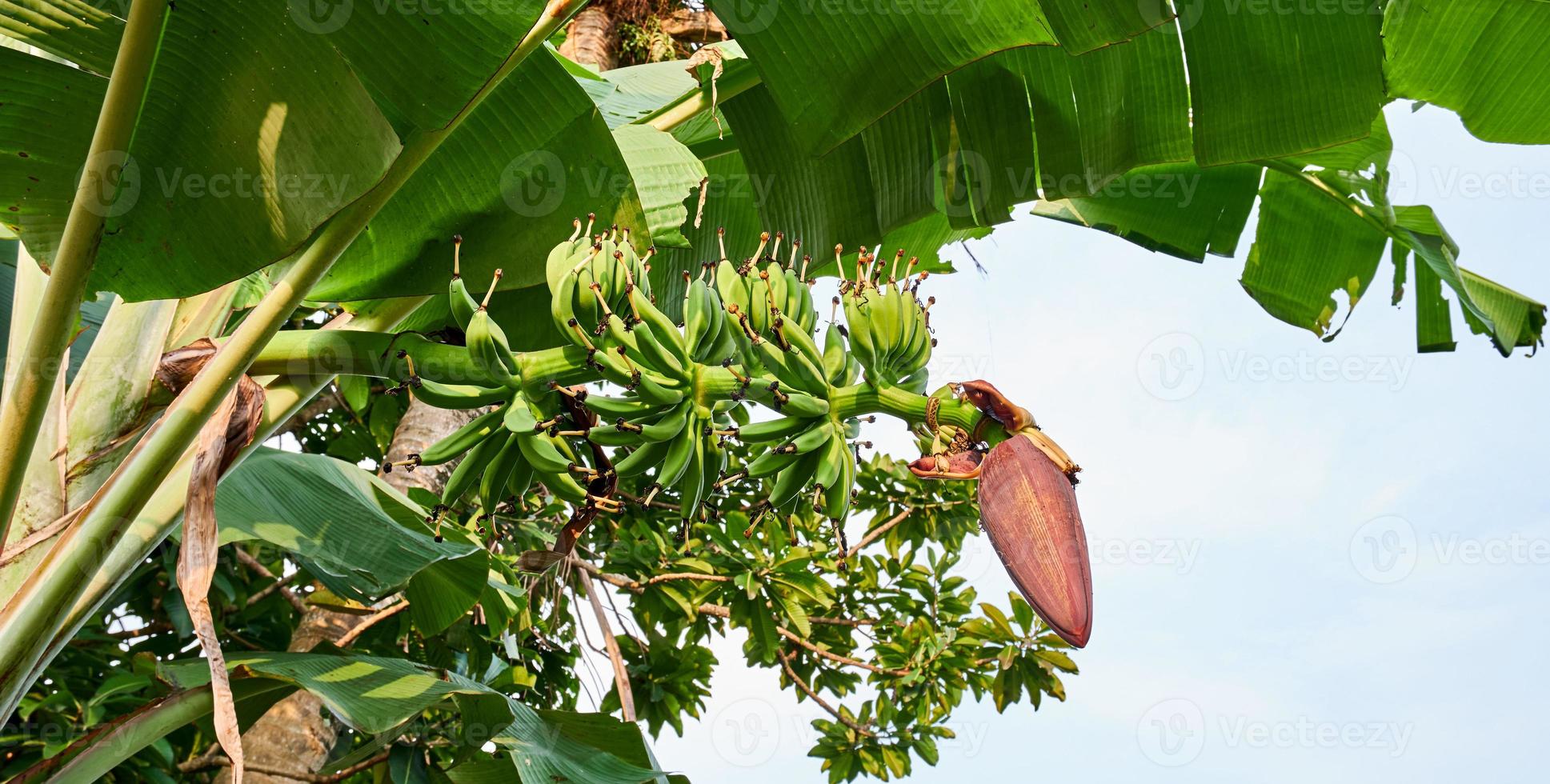 Banana Bliss. A Fresh Green Banana Tree in its Natural Habitat photo