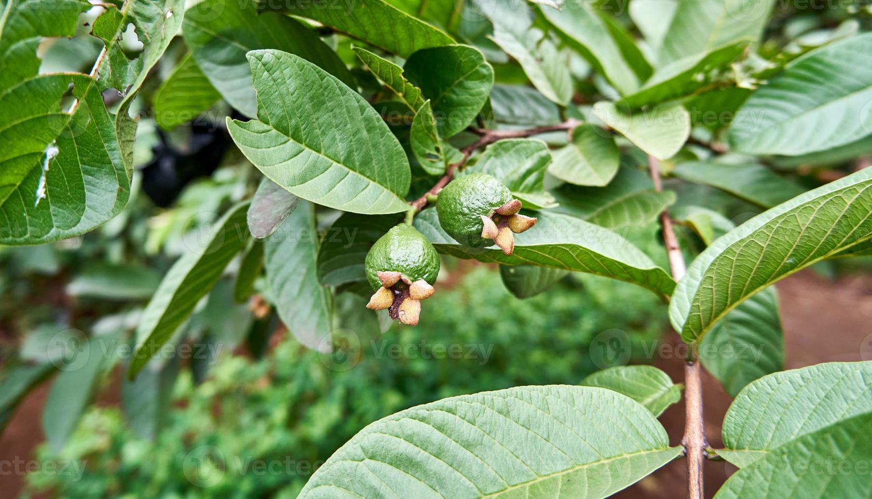 Vibrant Green Guavas. A Fresh and Fruity Harvest photo