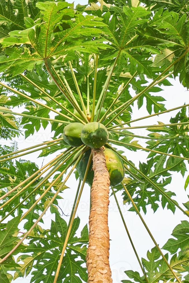 Fresh and Young. A View of Papaya Trees at the plantation photo