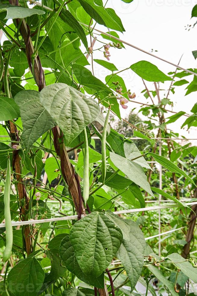 Green Beans Growing Fresh on the Plantation photo