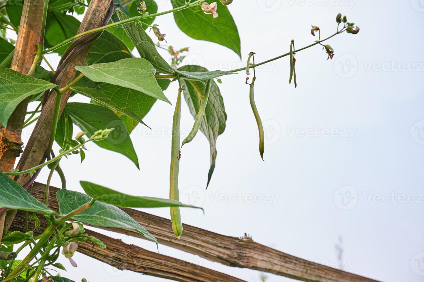 Green Beans Growing Fresh on the Plantation photo