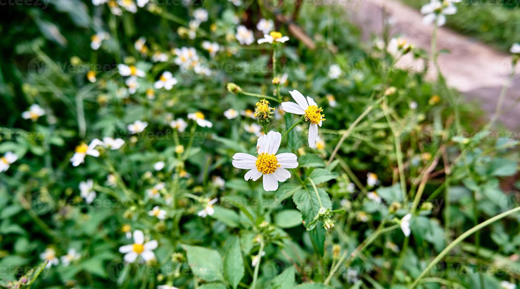 Wild Beauty. Close-up of Tanacetum Flowers in the Wild Plantation photo