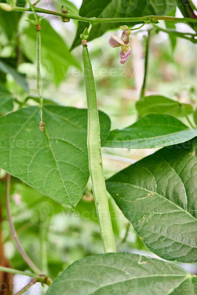 Green Beans Growing Fresh on the Plantation photo