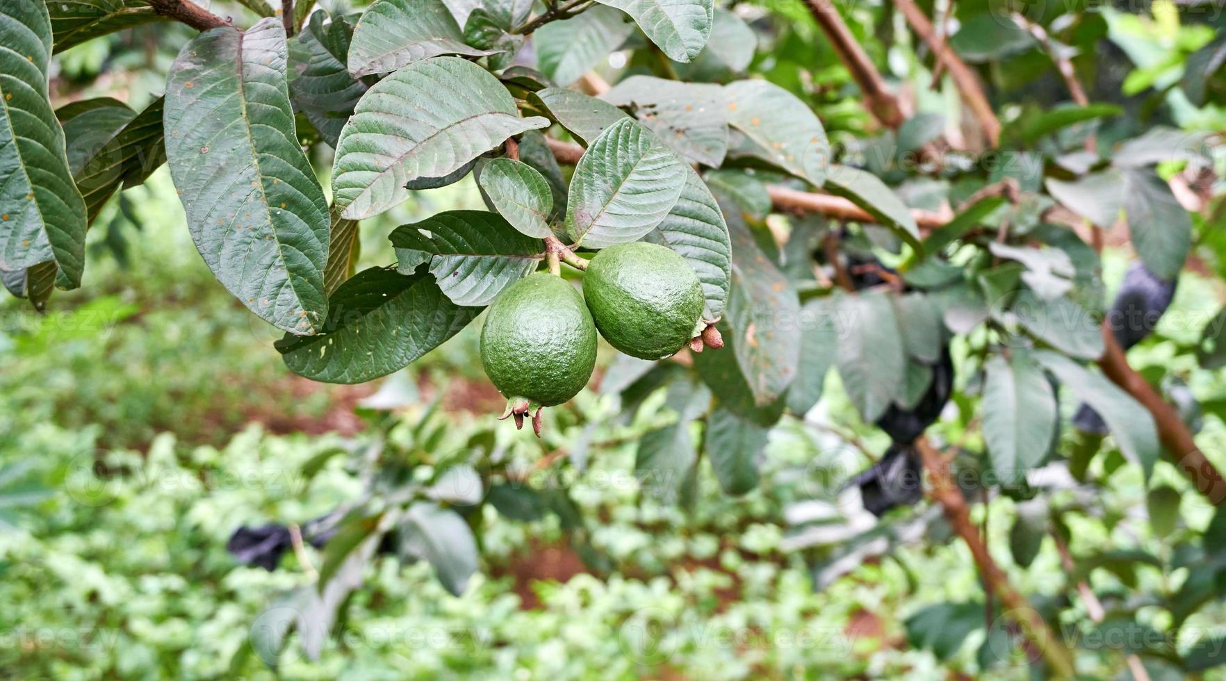 Vibrant Green Guavas. A Fresh and Fruity Harvest photo