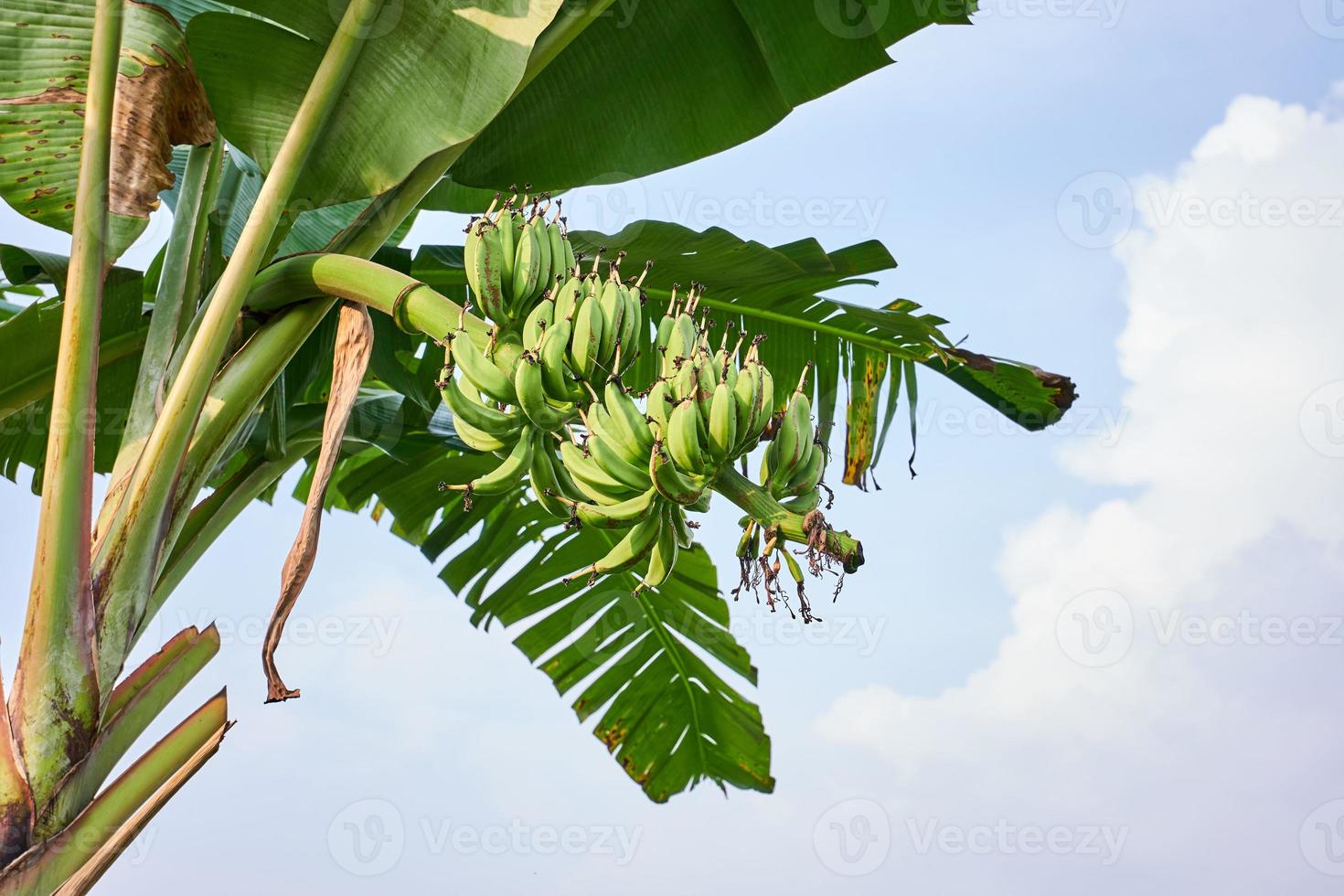 Banana Bliss. A Fresh Green Banana Tree in its Natural Habitat photo