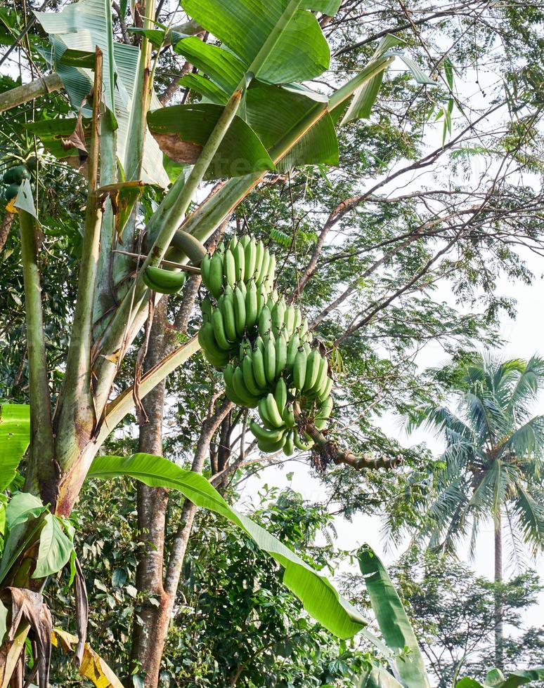 Banana Bliss. A Fresh Green Banana Tree in its Natural Habitat photo