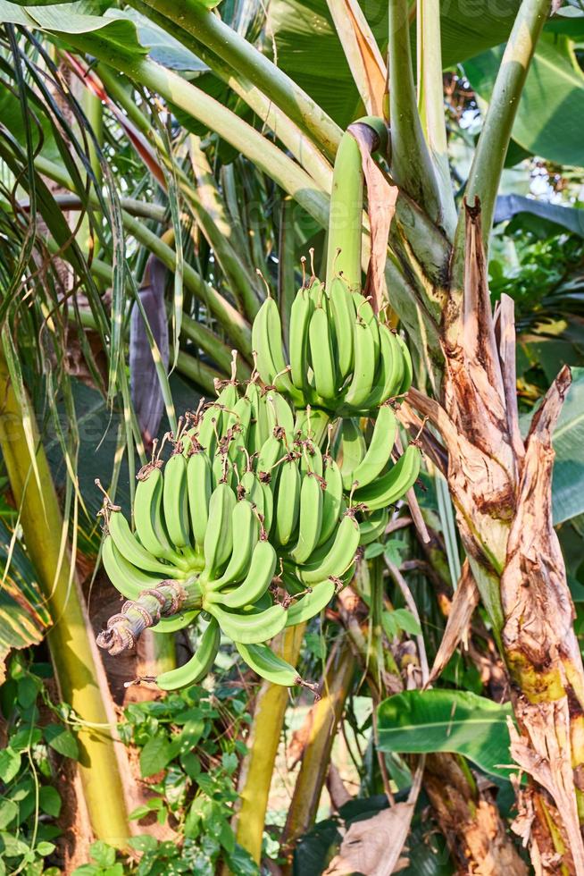 Banana Bliss. A Fresh Green Banana Tree in its Natural Habitat photo