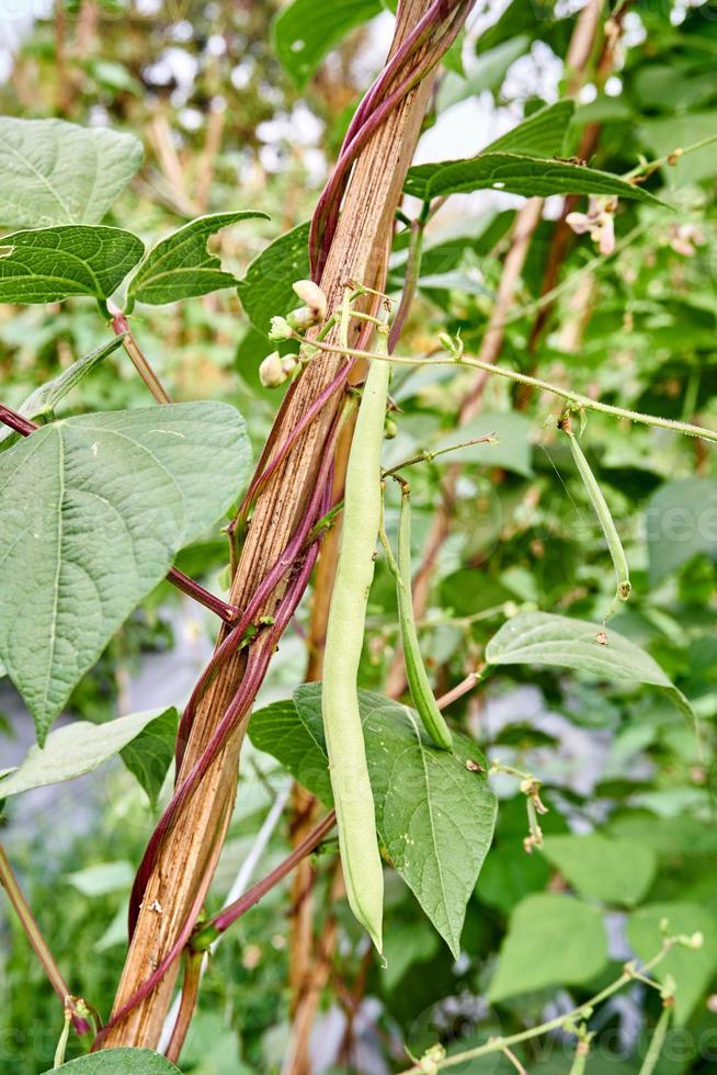 Green Beans Growing Fresh on the Plantation photo