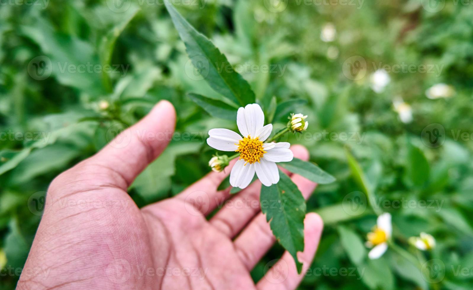 Wild Beauty. Close-up of Tanacetum Flowers in the Wild Plantation photo