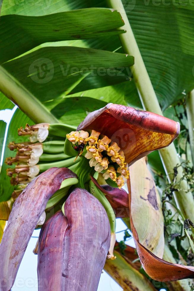 Banana Blossom Beauty. A Vibrant Display of Nature's Artistry photo