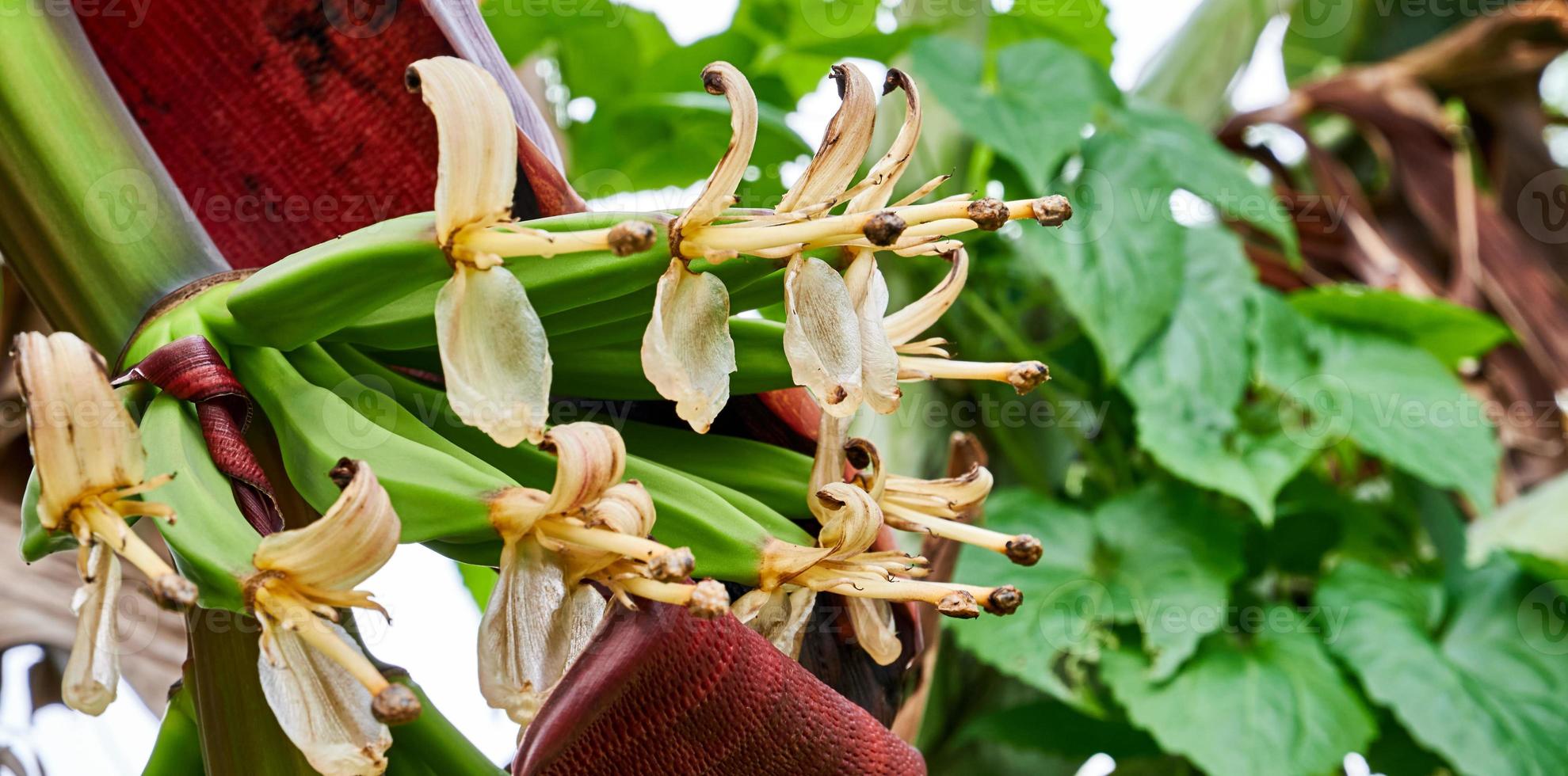 Banana Blossom Beauty. A Vibrant Display of Nature's Artistry photo