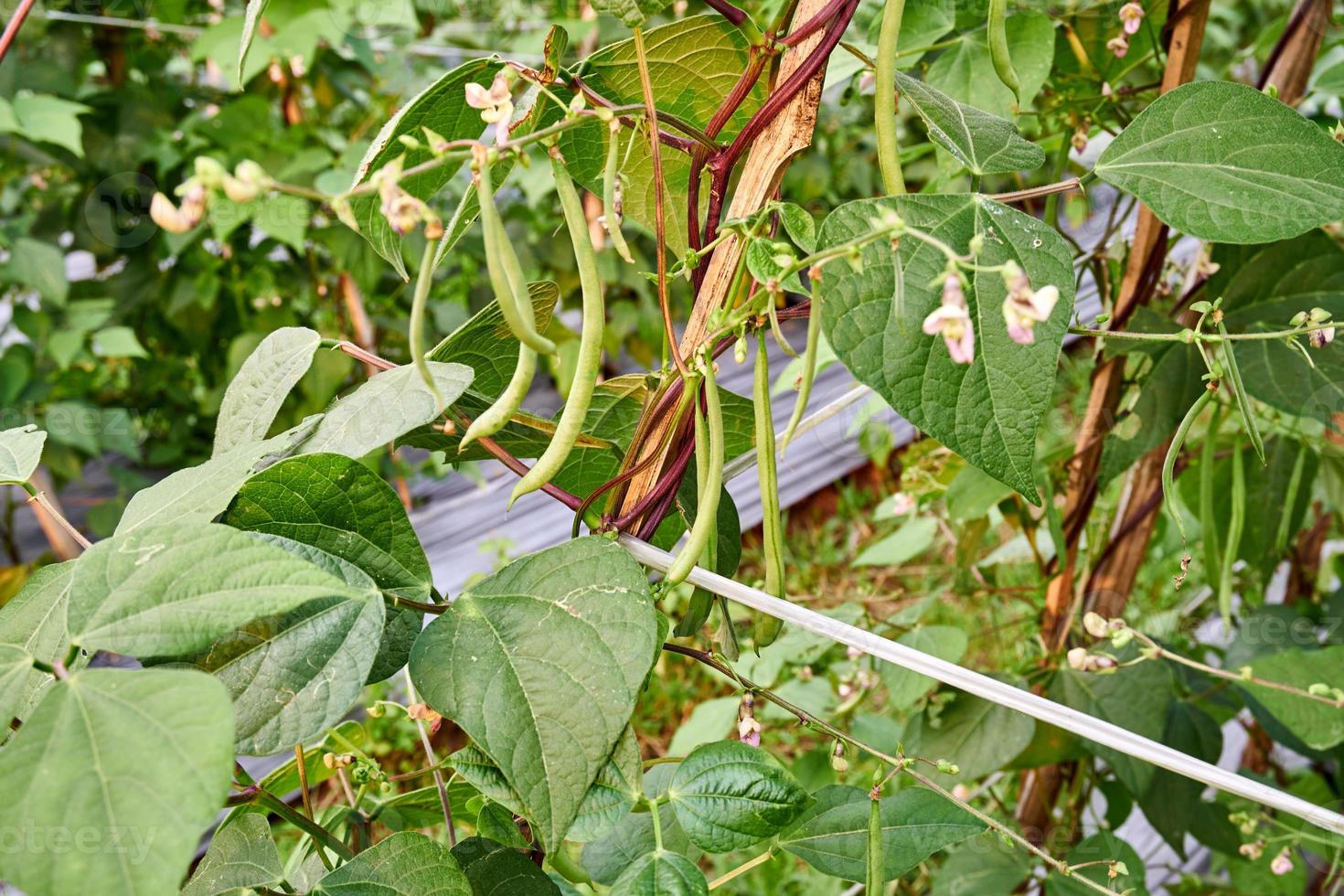 Green Beans Growing Fresh on the Plantation photo