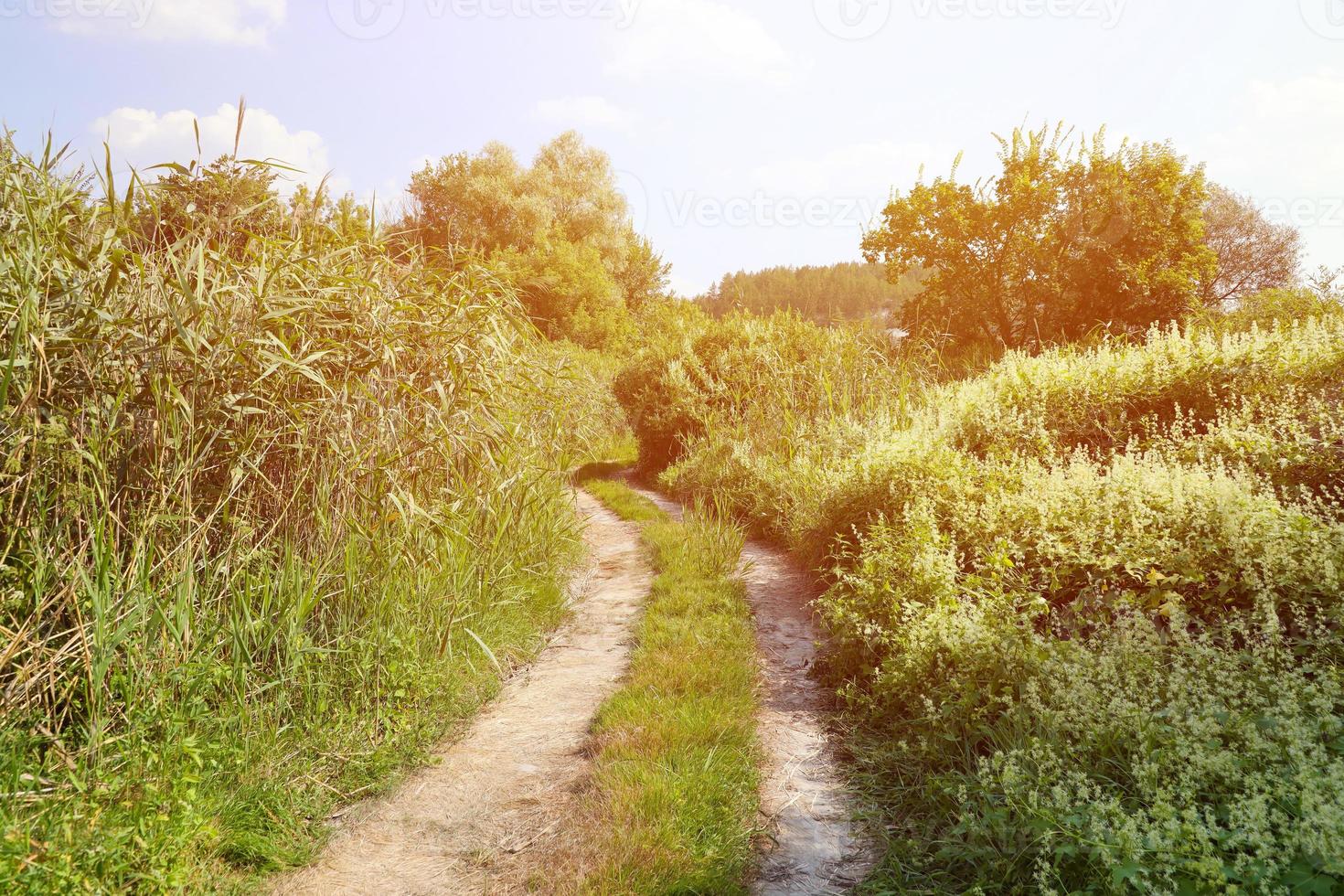 Landscape on the way in the marsh field photo