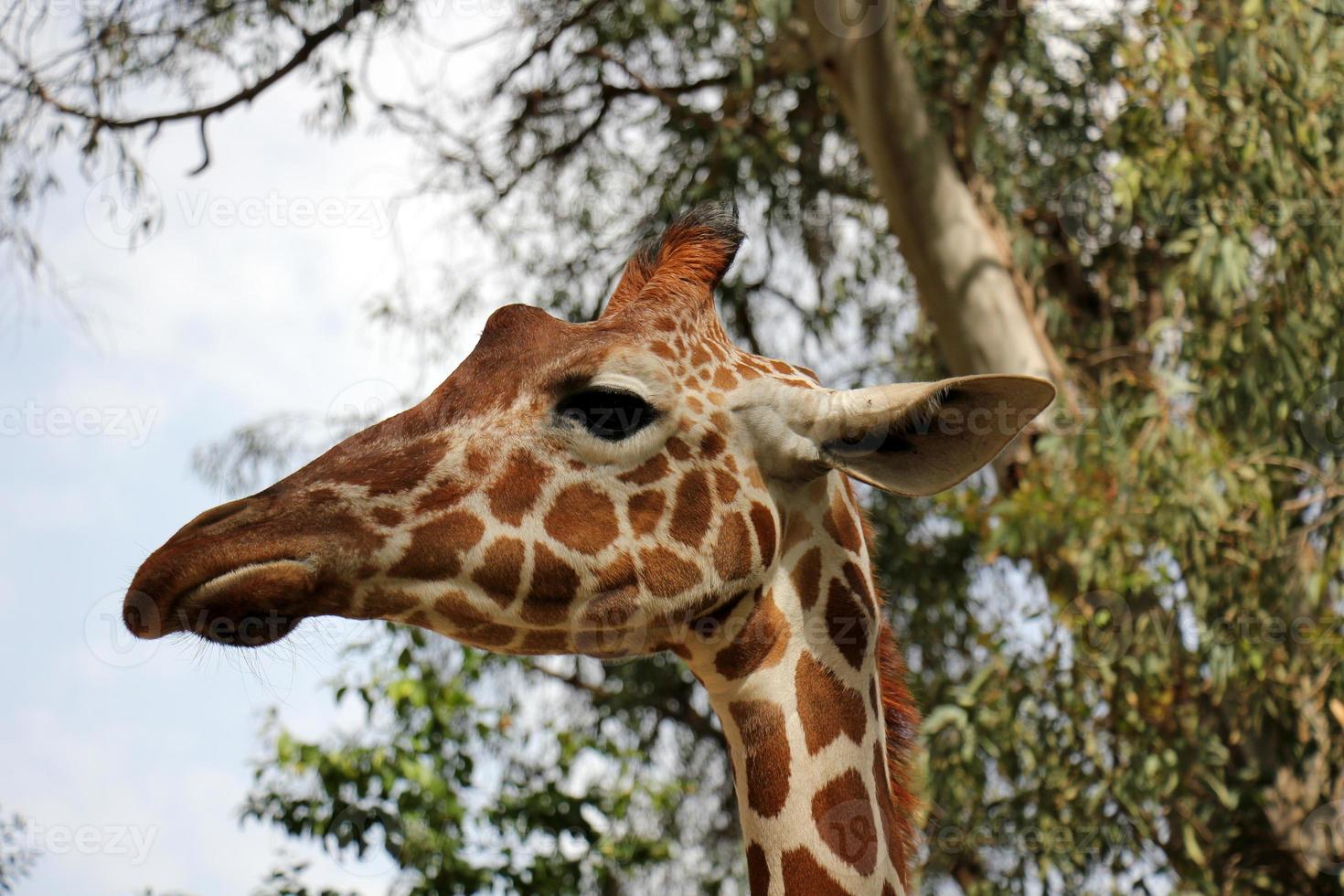 A tall giraffe lives in a zoo in Tel Aviv. photo