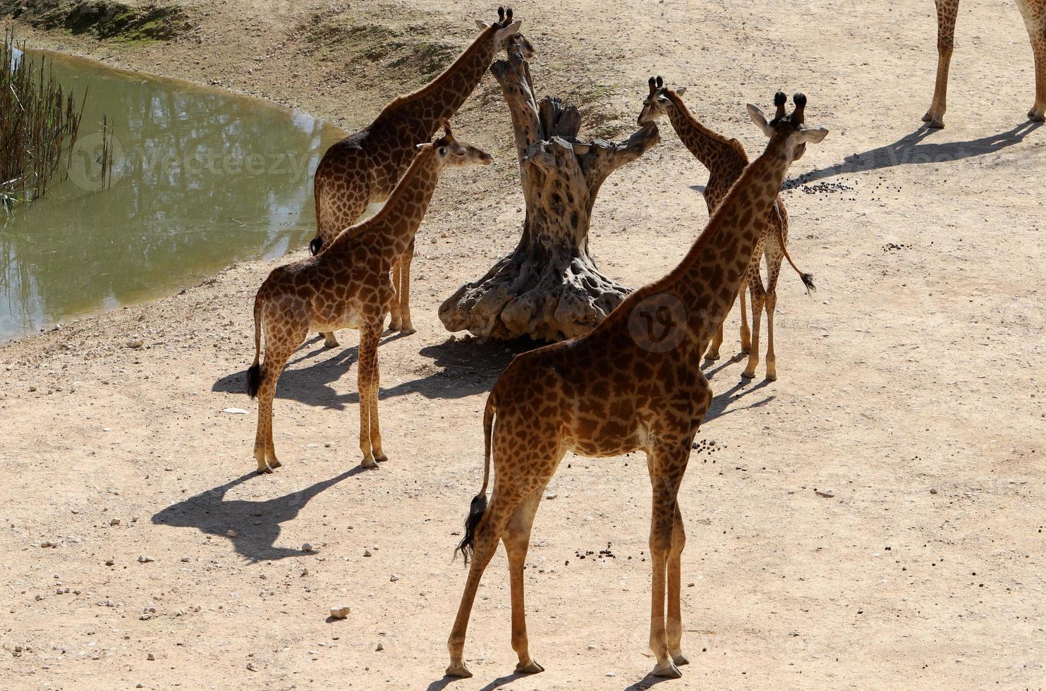 un alto jirafa vive en un zoo en tel aviva foto