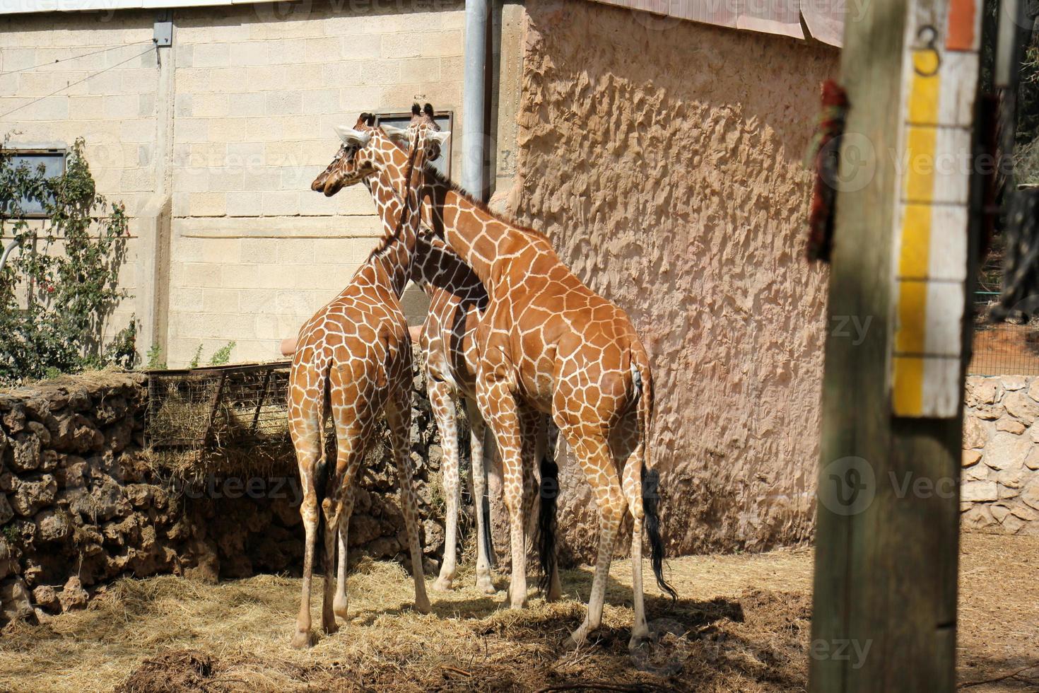 un alto jirafa vive en un zoo en tel aviva foto