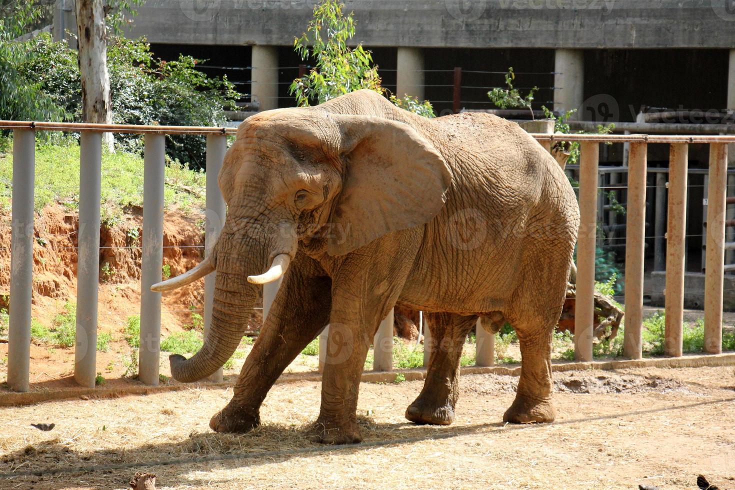 An African elephant lives in a zoo in Israel. photo