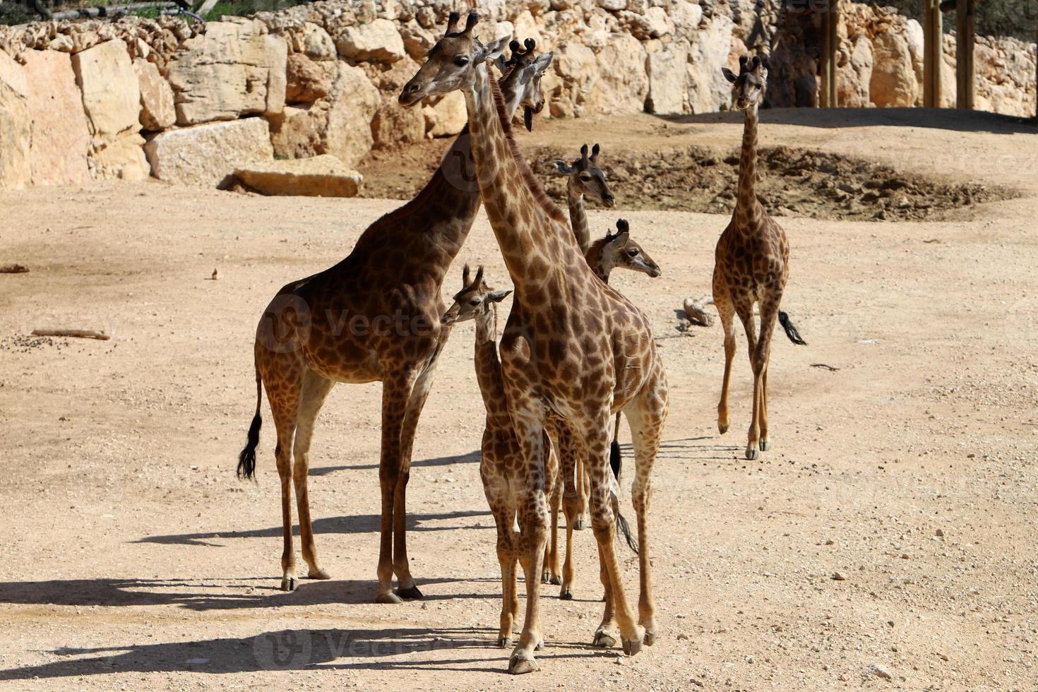 A tall giraffe lives in a zoo in Tel Aviv. photo