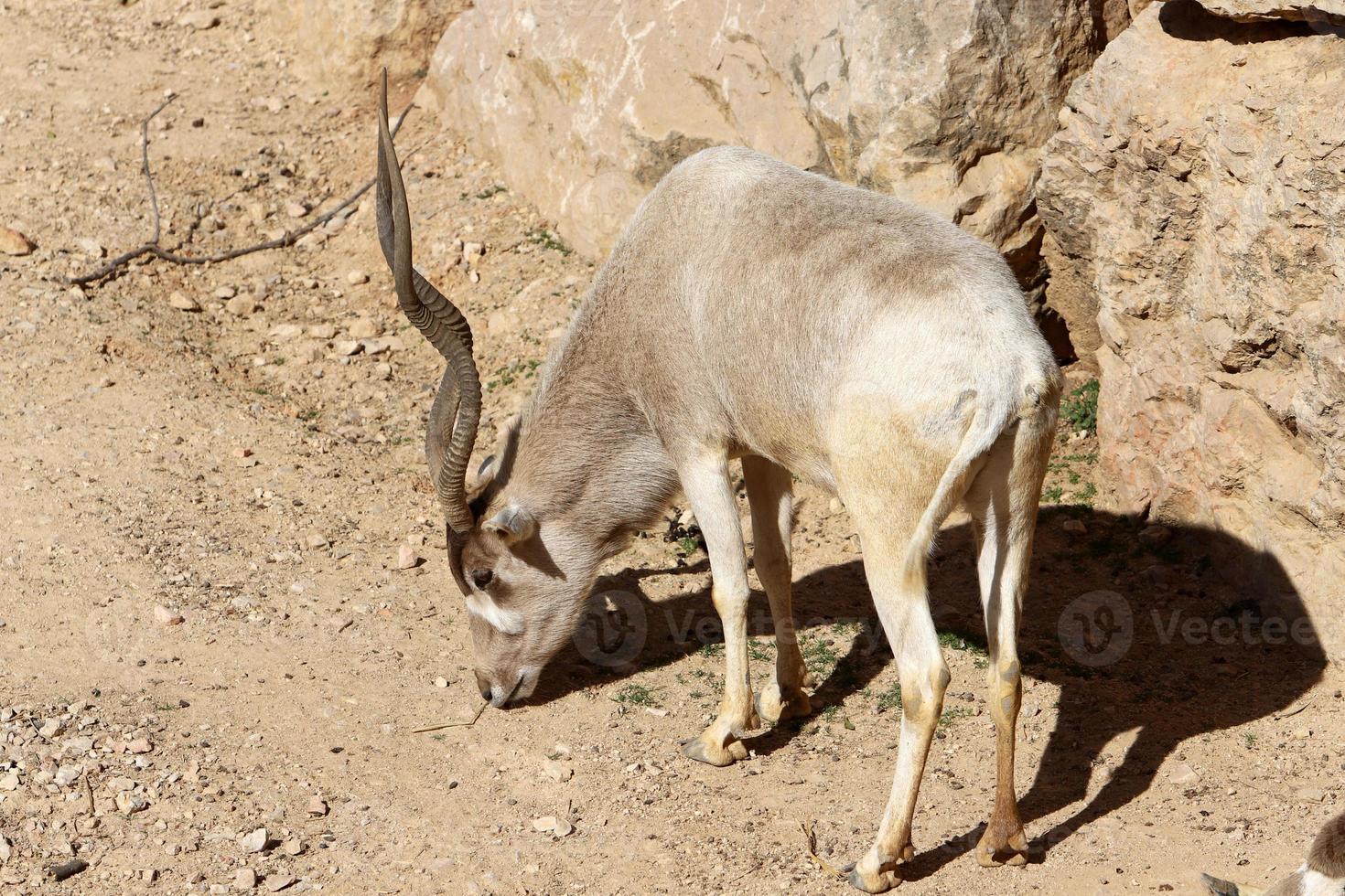 The antelope lives in the zoo in Tel Aviv in Israel. photo