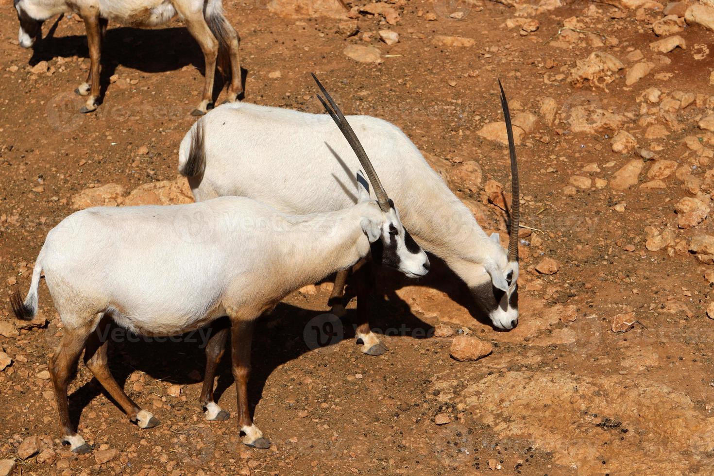 The antelope lives in the zoo in Tel Aviv in Israel. photo