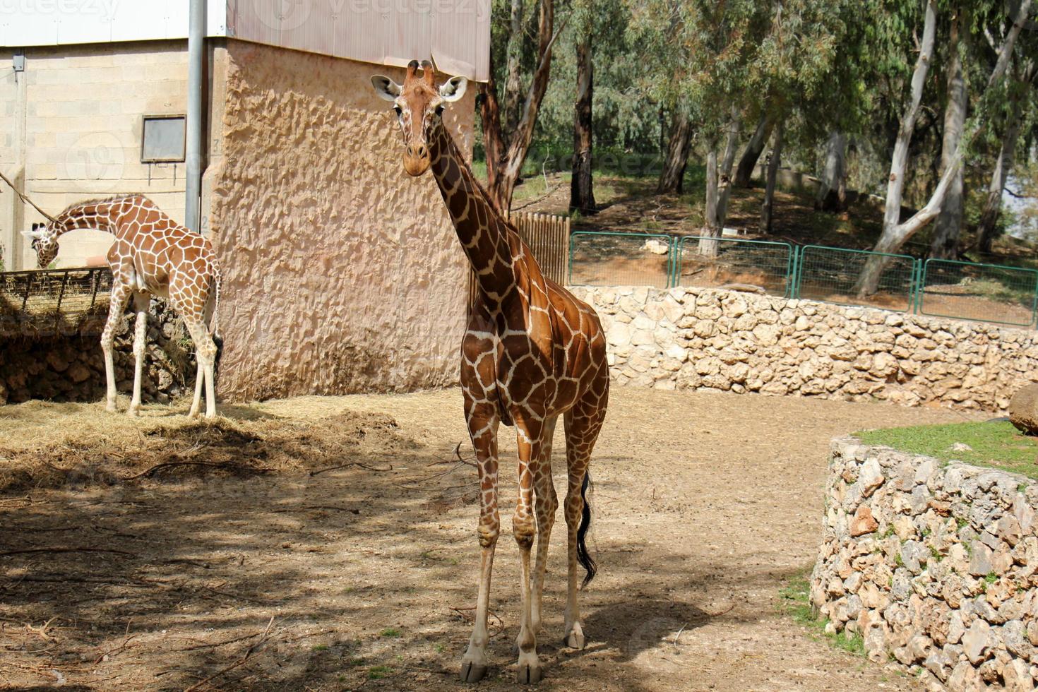 A tall giraffe lives in a zoo in Tel Aviv. photo