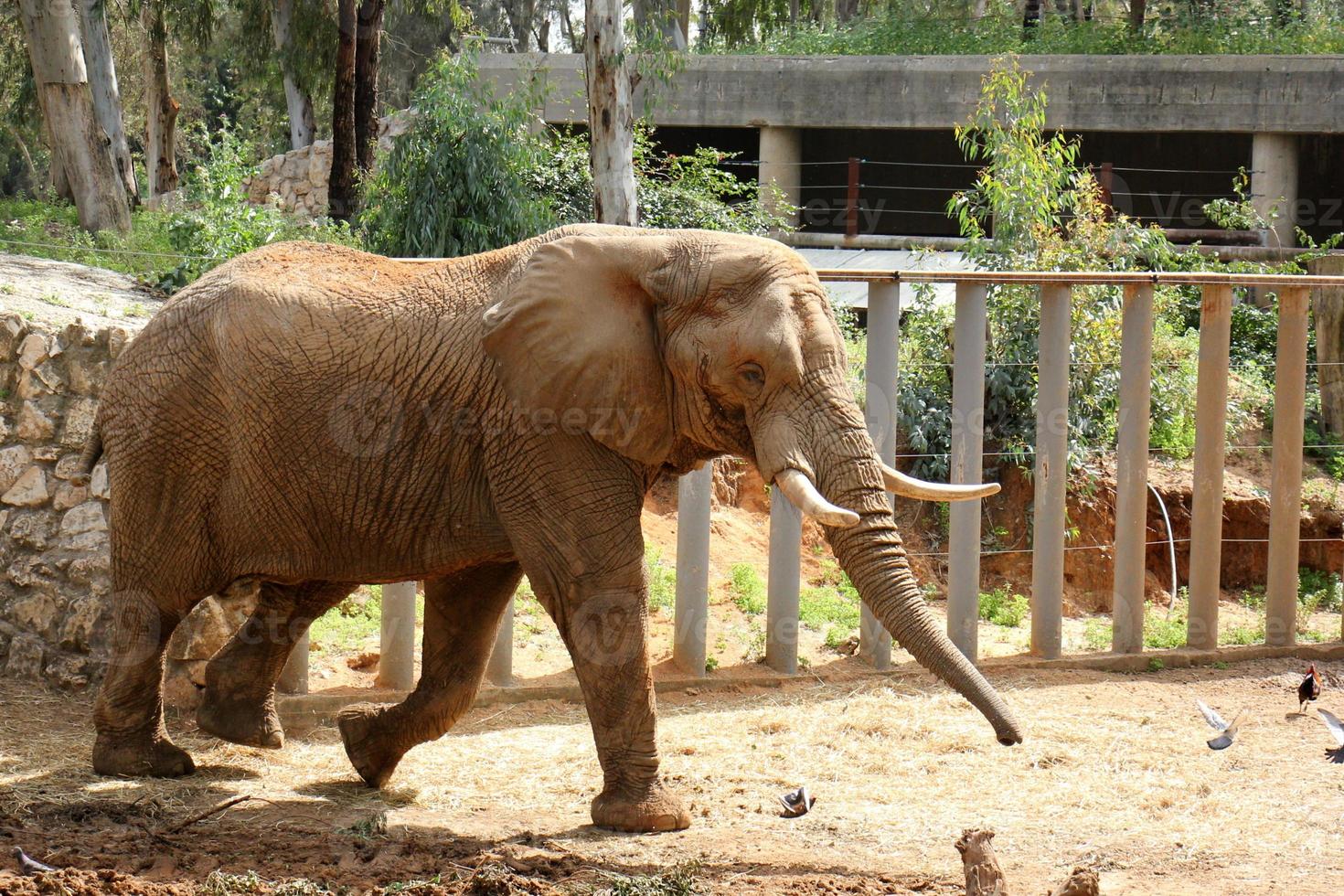An African elephant lives in a zoo in Israel. photo