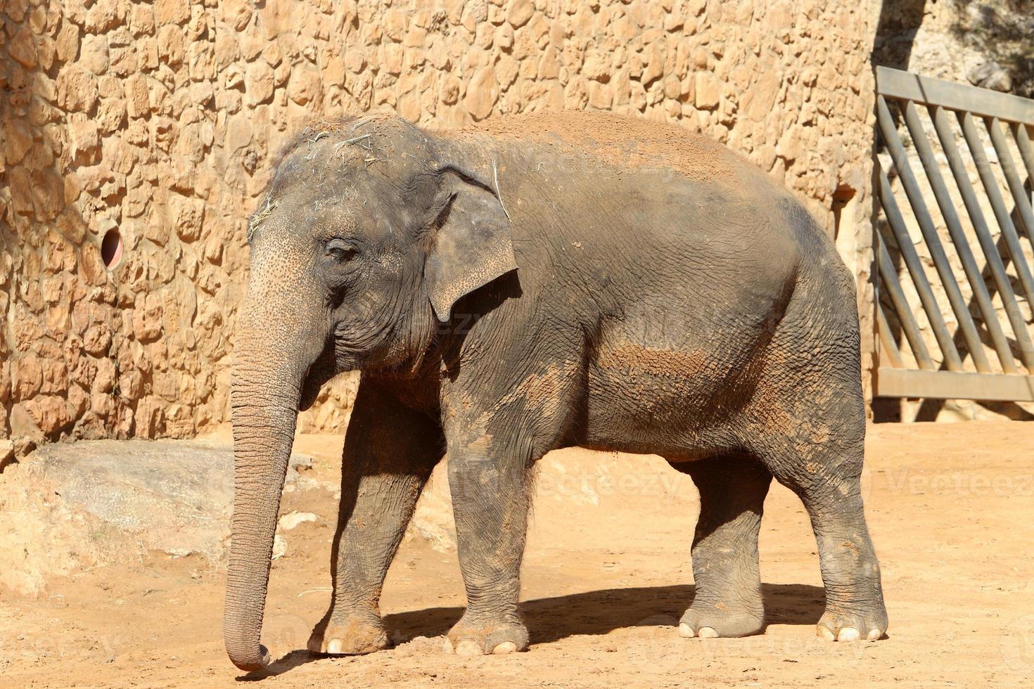 An African elephant lives in a zoo in Israel. photo