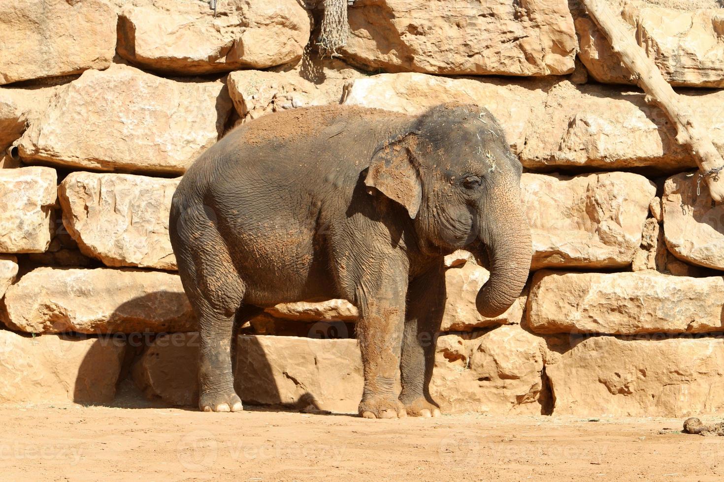 An African elephant lives in a zoo in Israel. photo