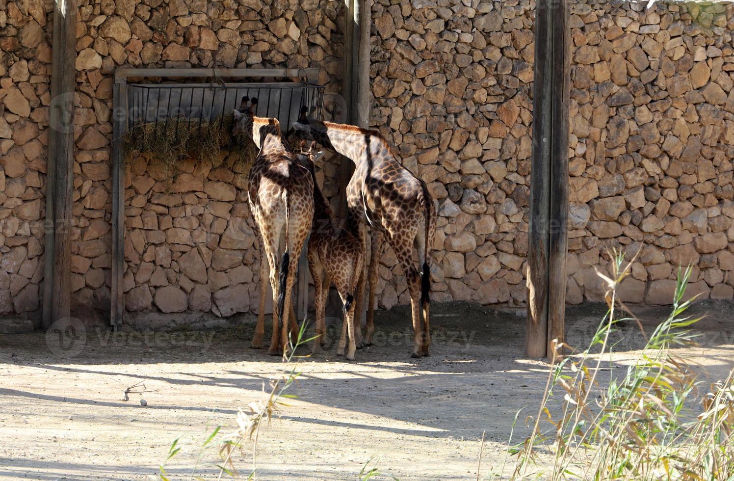 A tall giraffe lives in a zoo in Tel Aviv. photo