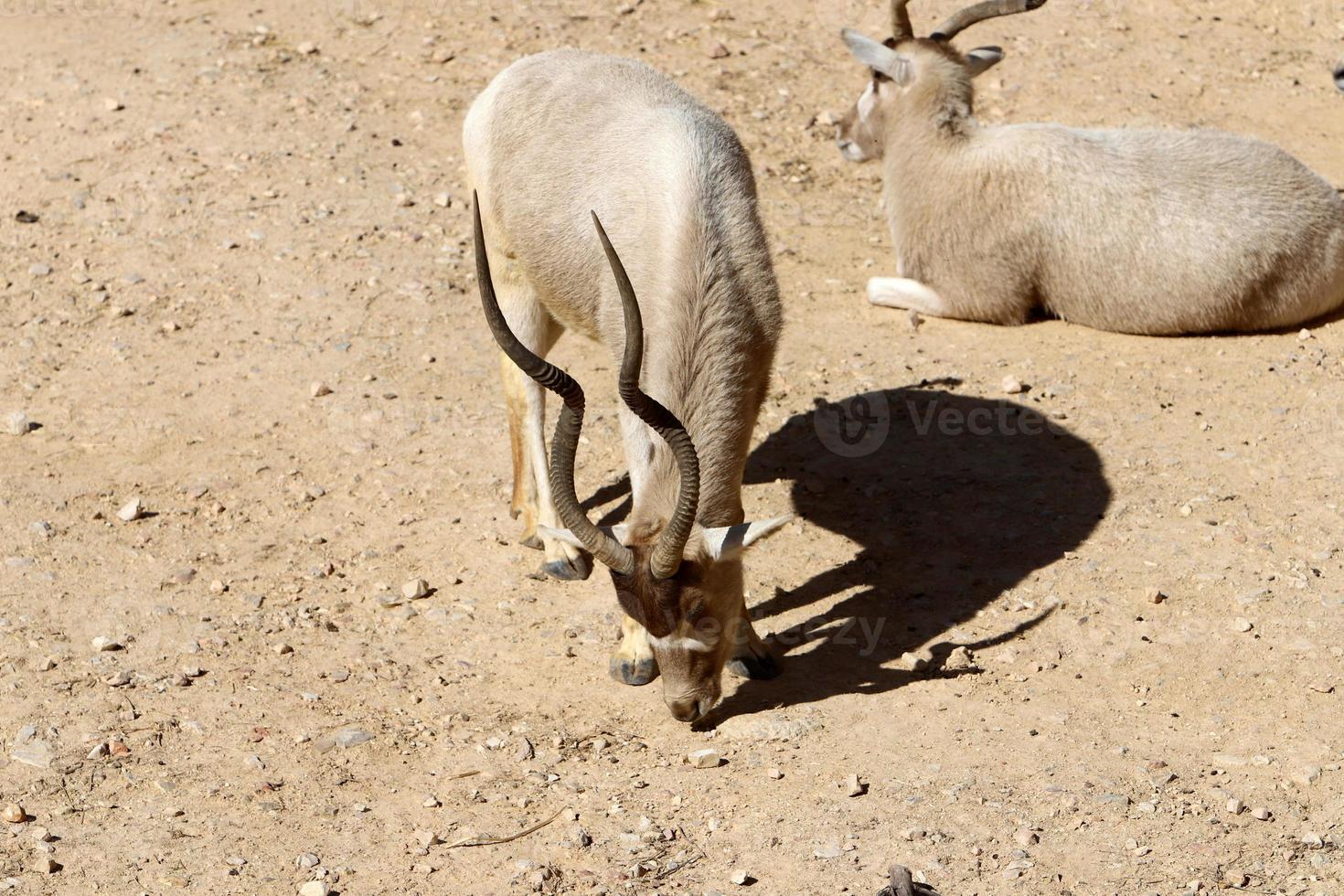 The antelope lives in the zoo in Tel Aviv in Israel. photo