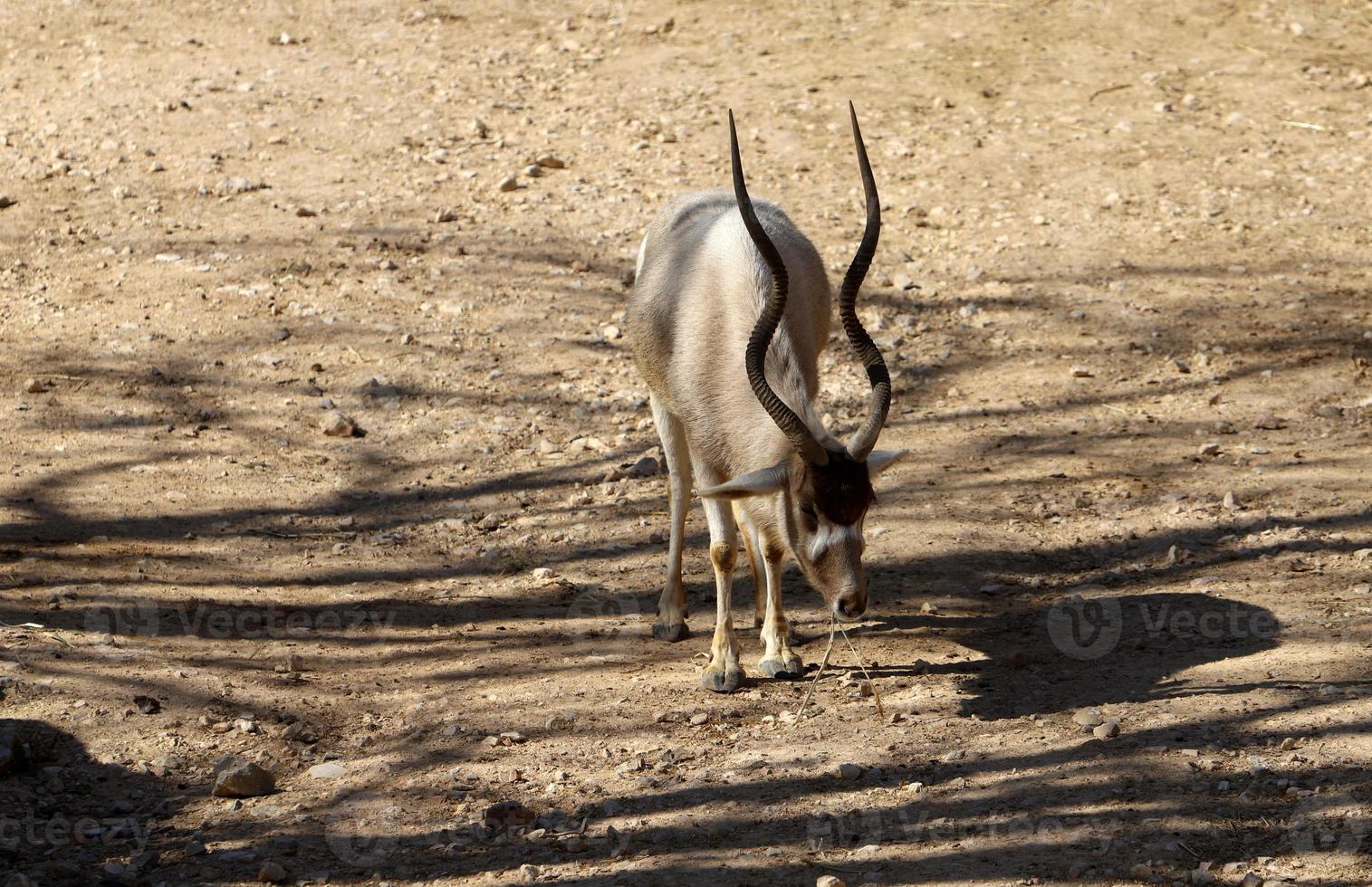 The antelope lives in the zoo in Tel Aviv in Israel. photo