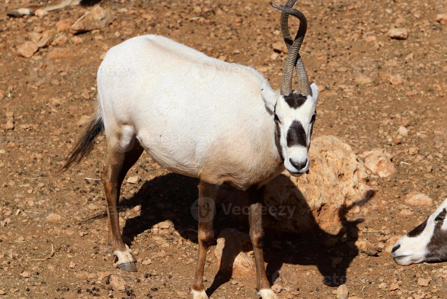 The antelope lives in the zoo in Tel Aviv in Israel. photo