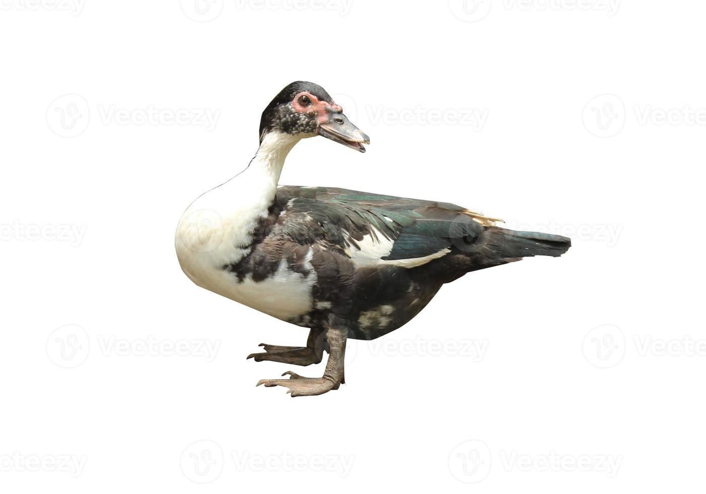 female muscovy duck isolated on white background photo